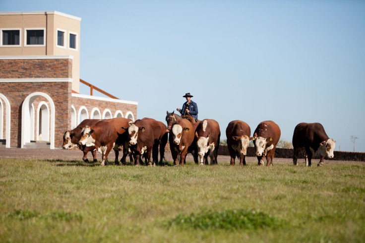 guatambu_remate2_credito_eduardo_rocha