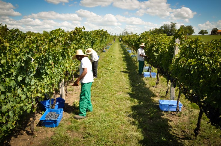 vindima2014_credito_paulajardim