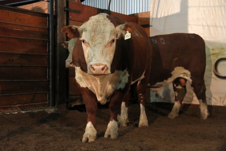 remateguatambu5_credito_fabiulaferreira