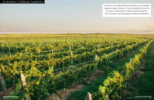 revistaif_10_nov2014