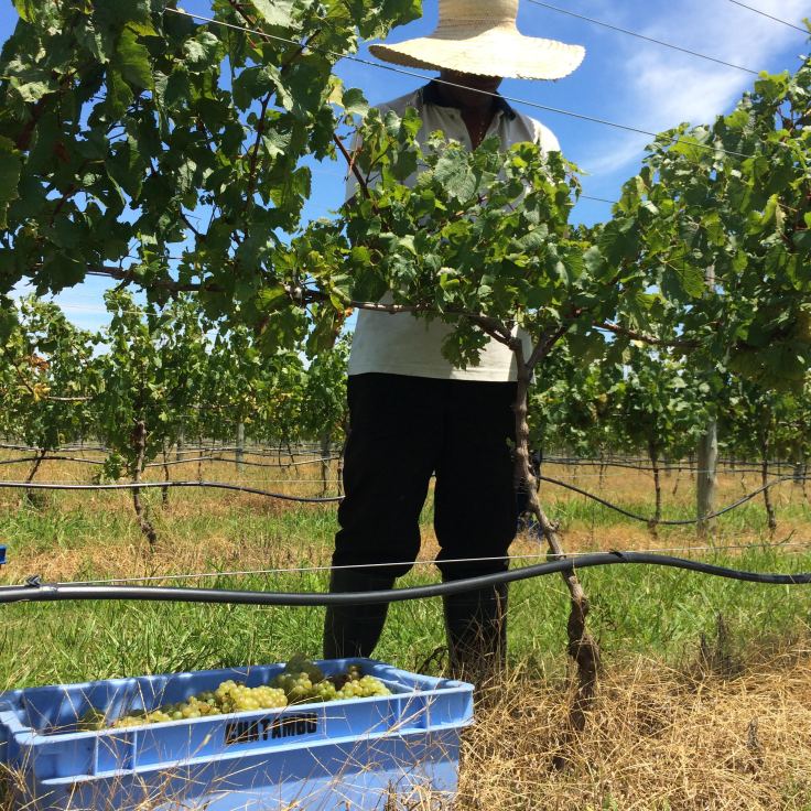 vindima2015(3)_credito_isadorapotter