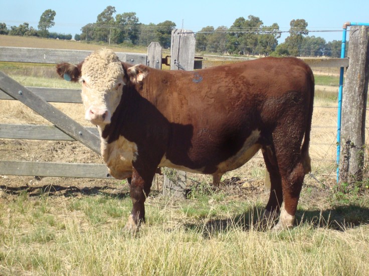 PAC-Hereford-1-lugar_divulgacaoguatambu