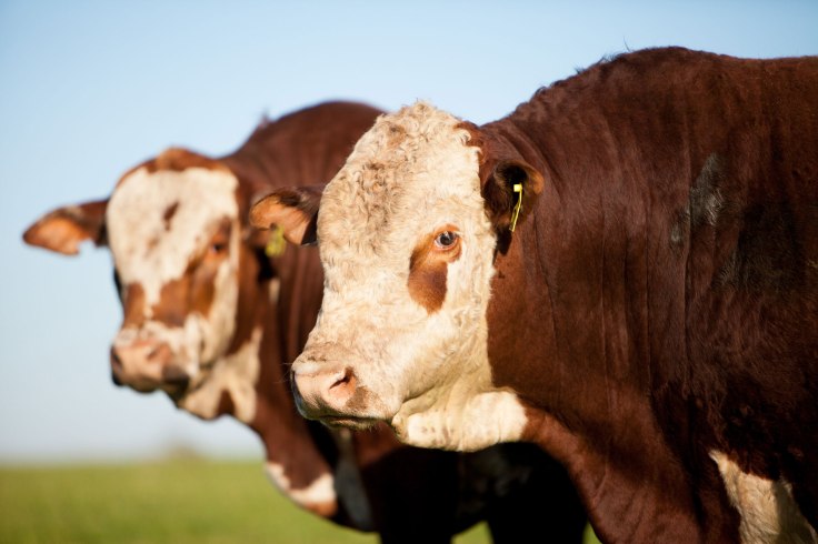 guatamburemate3_credito_eduardo_rocha