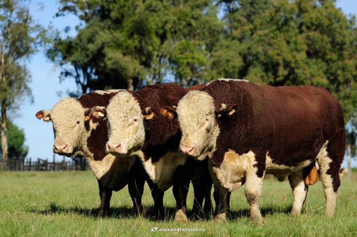 tourosguatambu_creditoalexandreteixeira