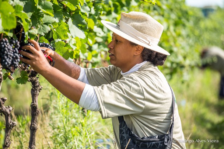vindima2017guatambu_creditorodrigoalvesvieira